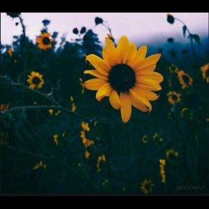 Meet your Posher, Elaine